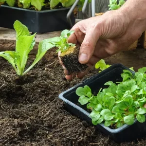 6 Plants de Laitue Verte Bio en barquette