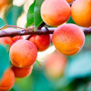 Abricotier Rouge du Roussillon (Prunus armeniaca Rouge du Roussillon)