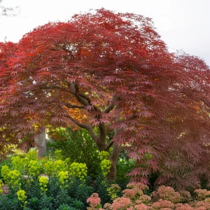 Acer Dissectum Garnet