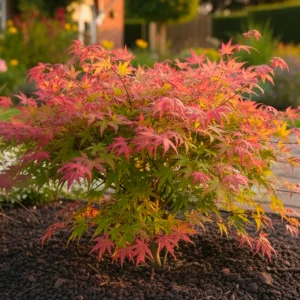 Acer Palmatum 'Beni Maiko'