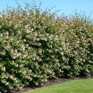 Abélia (Grandiflora)