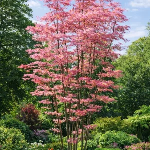 Acajou de Chine - Cederla Sinensis